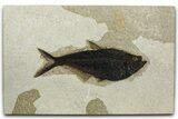 Beautifully Detailed Fossil Fish (Diplomystus) - Wyoming #382937-1